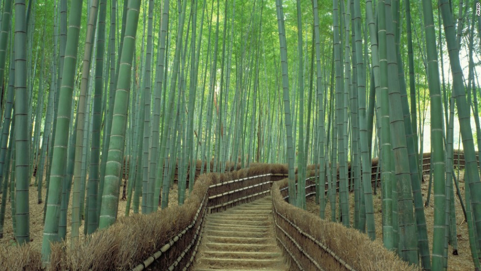 Sagano (Kyoto): Được coi là một trong những khu rừng đẹp nhất thế giới, những cây tre xanh mướt đung đua trong gió tạo cho nơi này một không khí huyền ảo, thần tiên.