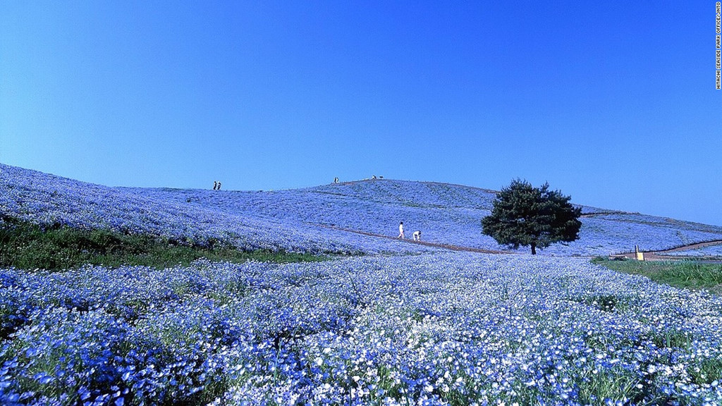 Công viên Hitachi Seaside (Ibaraki): Hơn 4 triệu bông hoa Nemophila bừng nở từ cuối tháng 4 tới tháng 5 ở công viên Hitachi Seaside nằm trên đồi Miharashi tạo ra khung cảnh lãng mạn có một không hai trên thế giới.