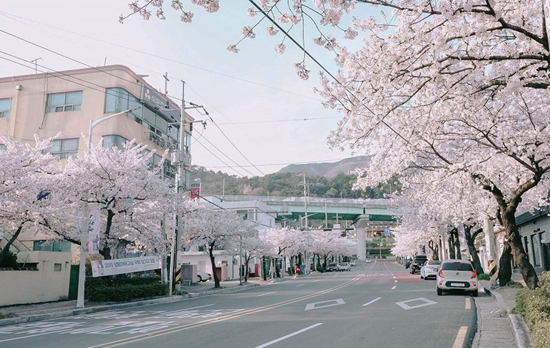 Thành phố Jinhae